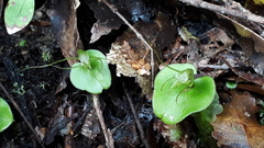 Corybas dienemus