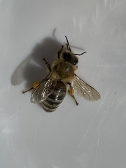 Apis mellifera
