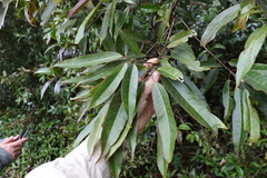 Elaeocarpus kirtonii