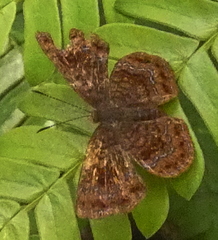 Calephelis braziliensis