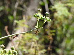 Euphorbia heterophylla