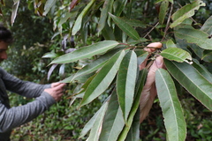 Elaeocarpus kirtonii