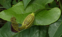 Aristolochia papillaris