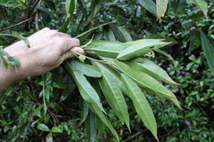 Elaeocarpus kirtonii