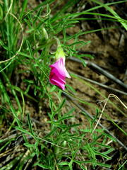 Oxalis bifurca angustiloba