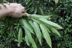 Elaeocarpus kirtonii