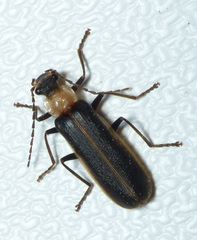 Podabrus flavicollis