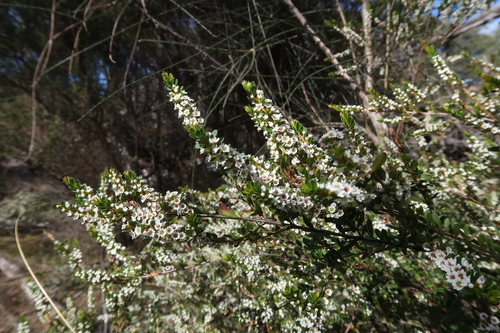 Image of Heather Bush (Thryptomene micrantha) by no rights reserved