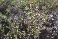 Baccharis paniculata