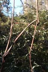 Thryptomene micrantha