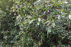 Elaeocarpus kirtonii