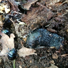 Anoplotrupes stercorosus