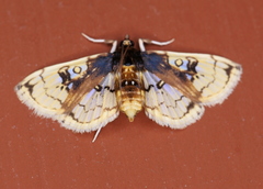 Compacta hirtalis