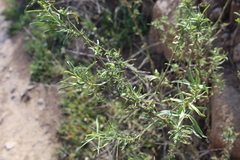 Baccharis paniculata