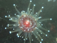 Corynactis californica