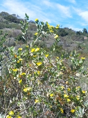 Dendromecon harfordii