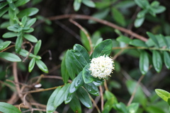 Pimelea ligustrina ligustrina