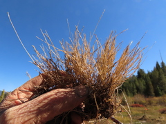 Muhlenbergia filiformis