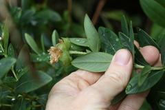 Pimelea ligustrina ligustrina