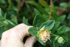 Pimelea ligustrina ligustrina