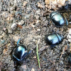 Anoplotrupes stercorosus