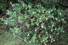 Pimelea ligustrina ligustrina