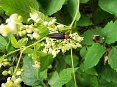 Cyphonotida rostrata