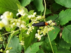 Cyphonotida rostrata