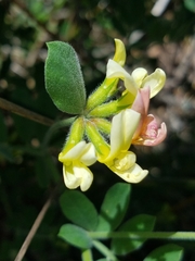 Acmispon grandiflorus grandiflorus