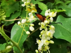Cyphonotida rostrata