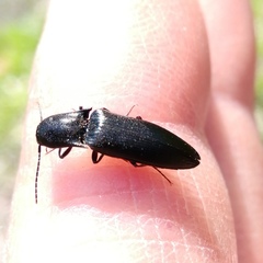 Ectinus aterrimus
