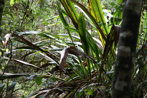 Image of Doryanthes palmeri by (c) Greg Tasney, some rights reserved (CC BY-SA)