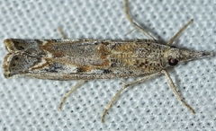 Agriphila cyrenaicellus