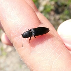 Ectinus aterrimus