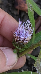 Liatris scariosa scariosa