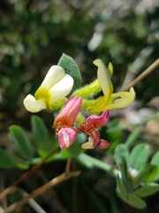 Acmispon grandiflorus grandiflorus