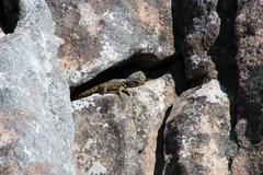 Pseudocordylus microlepidotus microlepidotus