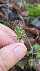 Liatris scariosa scariosa