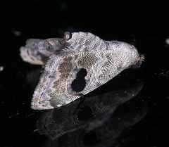 Abablemma duomaculata