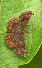 Calephelis braziliensis