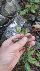 Liatris scariosa scariosa