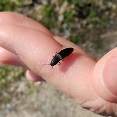 Ectinus aterrimus