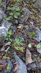 Liatris scariosa scariosa