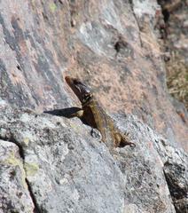 Pseudocordylus microlepidotus microlepidotus