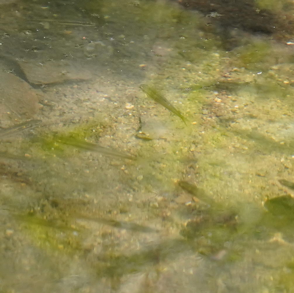 Typical Killifishes in September 2021 by Daniel S. Katz · iNaturalist