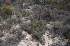 Euchaetis