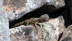 Pseudocordylus microlepidotus microlepidotus
