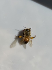 Apis mellifera