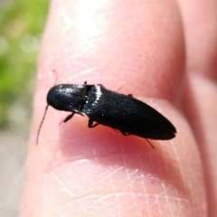 Ectinus aterrimus