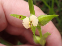 Commelina gambiae
